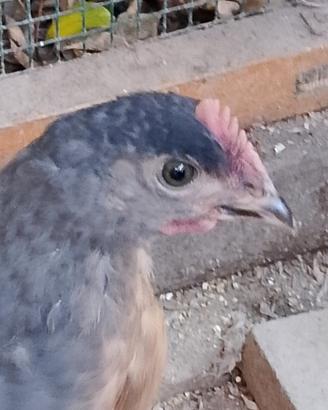 Galletto Olive Egger