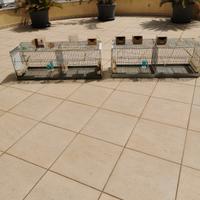 Gabbie da cova 120cm