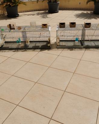 Gabbie da cova 120cm