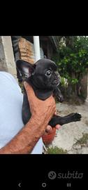 Bulldog francese