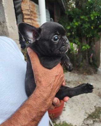 Bulldog francese