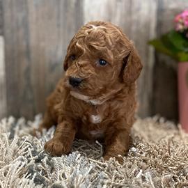 Cucciolata barboncini mini toy M e F