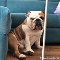 Accoppiamento bulldog inglese/ monta