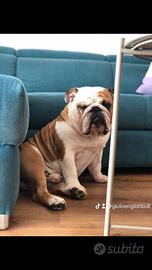 Accoppiamento bulldog inglese/ monta