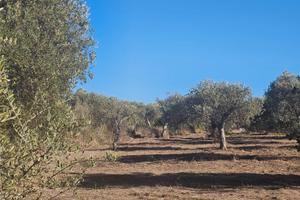 Terreno agricolo con uliveto a 5 minuti da Sorso