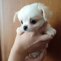 Chihuahua mini toy
