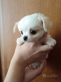 Chihuahua mini toy