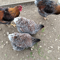 Galline ornamentali wandot