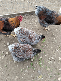 Galline ornamentali wandot