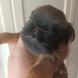 Cuccioli griffone di bruxelles