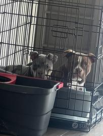 American bully pocket