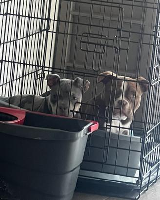 American bully pocket