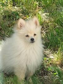 Spitz Pomerania minitoy