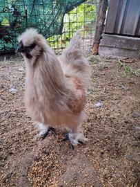 Gallina