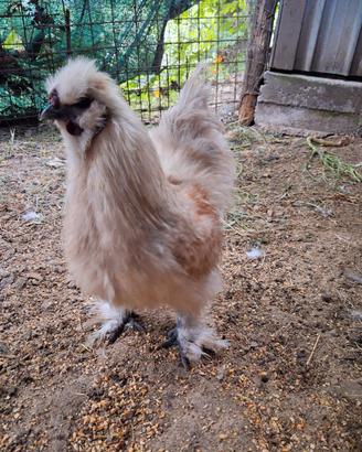 Gallina
