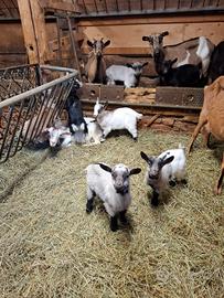 Capretti tibetani di 2 mesi