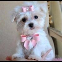Cuccioli maltese