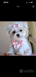 Cuccioli maltese