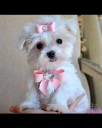 Cuccioli maltese