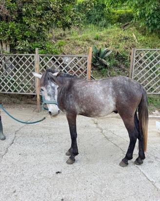 Pony maschio 1.38