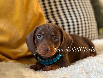 Bassotto cioccolato occhi verdi