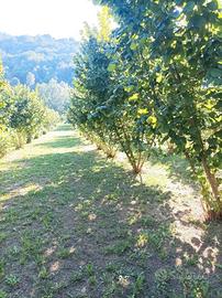 Terreno noccioleto