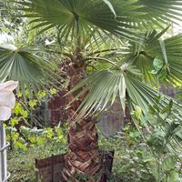 Palma Washingtonia