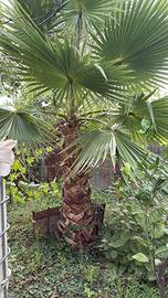 Palma Washingtonia