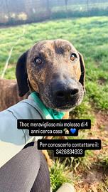 Dolcissimo simil pit tigrato