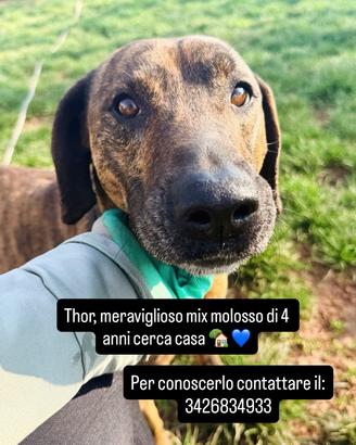 Dolcissimo simil pit tigrato