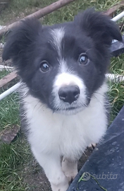 Border collie maschio