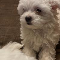 Maltese toys