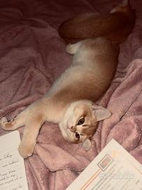 Gattino della razza cincillà dorato britannico