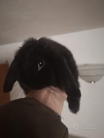 Coniglietta nana testa d ariete