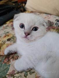 Cucciolo di Scottish Fold 
