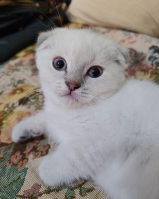 Cucciolo di Scottish Fold 