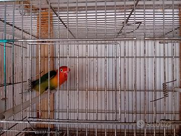 Agapornis Fischer e Taranta