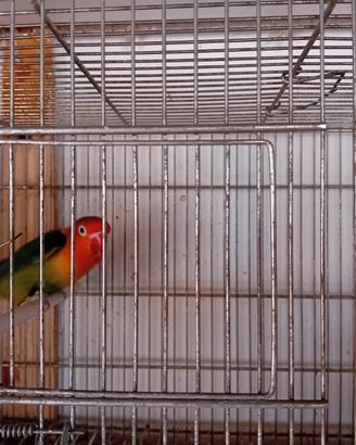 Agapornis Fischer e Taranta