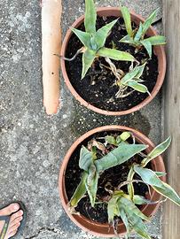 Piante aloe vera