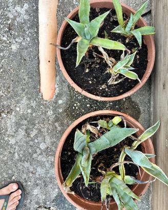 Piante aloe vera