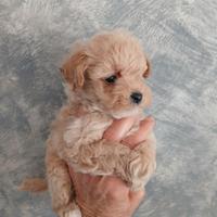 Barboncino taglia piccola