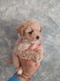 Barboncino taglia piccola