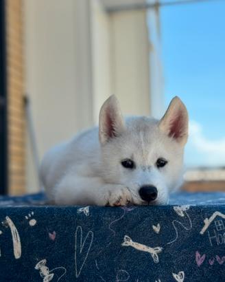 Siberian husky pedigree