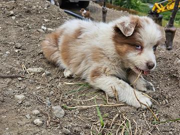 Cuccioli pastore australiano