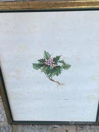 Stampe botaniche