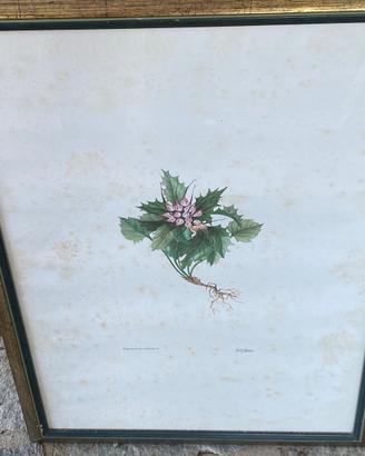 Stampe botaniche