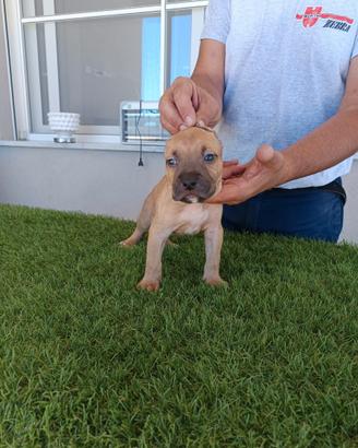 American Pitbull terrier ukc
