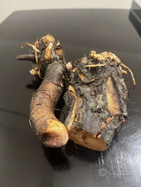 Consolida Comfrey (Bocking14). Radice di consolida