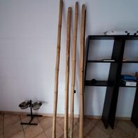 bambu gigante