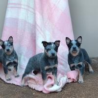 Australian cattle dog